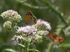 Pyronia tithonus